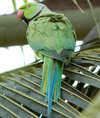 Индийский кольчатый попугай. Фото С. Елисеев